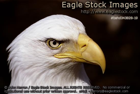Bald Eagle head photo.  Picture of eagles head.